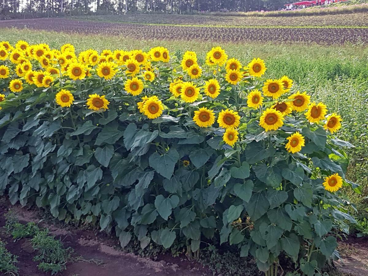 Furano B&B Ngoại thất bức ảnh